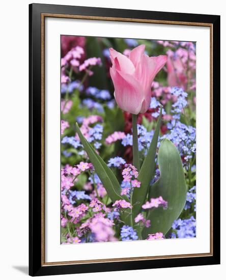 A Tulip at Luxembourg Gardens, Paris, France-William Sutton-Framed Photographic Print