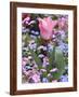 A Tulip at Luxembourg Gardens, Paris, France-William Sutton-Framed Photographic Print
