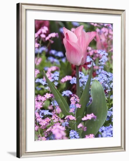 A Tulip at Luxembourg Gardens, Paris, France-William Sutton-Framed Photographic Print