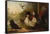 A Turkey, a Duck and Poultry in an Ornamental Garden-Marmaduke Cradock-Framed Stretched Canvas