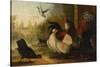 A Turkey, a Duck and Poultry in an Ornamental Garden-Marmaduke Cradock-Stretched Canvas