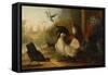 A Turkey, a Duck and Poultry in an Ornamental Garden-Marmaduke Cradock-Framed Stretched Canvas