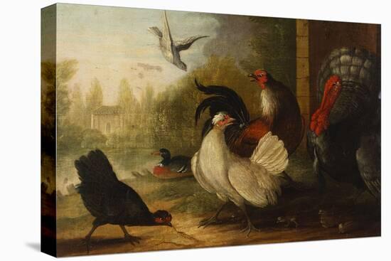 A Turkey, a Duck and Poultry in an Ornamental Garden-Marmaduke Cradock-Stretched Canvas