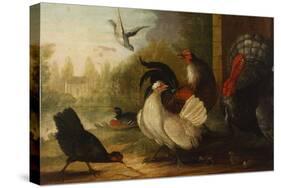 A Turkey, a Duck and Poultry in an Ornamental Garden-Marmaduke Cradock-Stretched Canvas