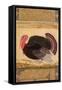 A Turkey-Cock, Brought to Jahangir from Goa in 1612, from the Wantage Album, Mughal, circa 1612-Ustad Mansur-Framed Stretched Canvas