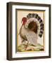 A Turkey, from 'Histoire Nouvelles Des Oiseaux', 1771-86-Georges-Louis Buffon-Framed Giclee Print