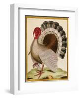 A Turkey, from 'Histoire Nouvelles Des Oiseaux', 1771-86-Georges-Louis Buffon-Framed Giclee Print