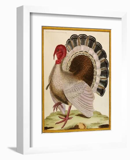 A Turkey, from 'Histoire Nouvelles Des Oiseaux', 1771-86-Georges-Louis Buffon-Framed Giclee Print