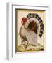 A Turkey, from 'Histoire Nouvelles Des Oiseaux', 1771-86-Georges-Louis Buffon-Framed Giclee Print