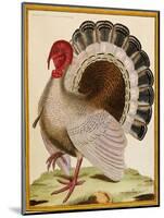 A Turkey, from 'Histoire Nouvelles Des Oiseaux', 1771-86-Georges-Louis Buffon-Mounted Giclee Print
