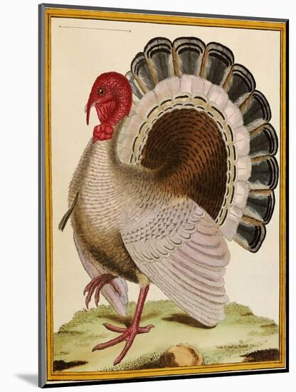 A Turkey, from 'Histoire Nouvelles Des Oiseaux', 1771-86-Georges-Louis Buffon-Mounted Giclee Print