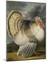 A Turkey in a Landsape-Peter Wenceslaus-Mounted Giclee Print