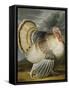 A Turkey in a Landsape-Peter Wenceslaus-Framed Stretched Canvas