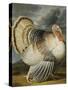 A Turkey in a Landsape-Peter Wenceslaus-Stretched Canvas