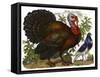 A Turkey Pictured Alongside a Dove-null-Framed Stretched Canvas