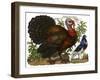 A Turkey Pictured Alongside a Dove-null-Framed Giclee Print