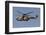 A Turkish Air Force As532 Al Cougar During a Flypast in Izmir, Turkey-Stocktrek Images-Framed Photographic Print