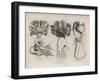 A Turnip, a Raddish, a Parsnip-null-Framed Giclee Print