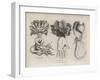 A Turnip, a Raddish, a Parsnip-null-Framed Giclee Print