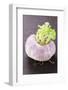 A Turnip-Foodcollection-Framed Photographic Print