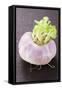 A Turnip-Foodcollection-Framed Stretched Canvas