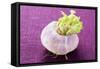 A Turnip-Foodcollection-Framed Stretched Canvas