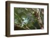 A Turquoise Honeycreeper Bird on a Branch in Ubatuba, Brazil-Alex Saberi-Framed Photographic Print