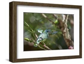 A Turquoise Honeycreeper Bird on a Branch in Ubatuba, Brazil-Alex Saberi-Framed Photographic Print