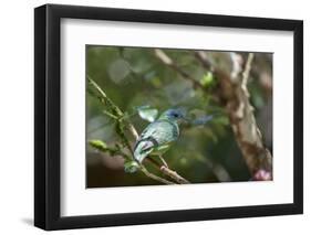 A Turquoise Honeycreeper Bird on a Branch in Ubatuba, Brazil-Alex Saberi-Framed Photographic Print