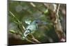 A Turquoise Honeycreeper Bird on a Branch in Ubatuba, Brazil-Alex Saberi-Mounted Photographic Print