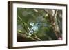 A Turquoise Honeycreeper Bird on a Branch in Ubatuba, Brazil-Alex Saberi-Framed Photographic Print