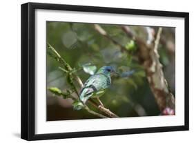 A Turquoise Honeycreeper Bird on a Branch in Ubatuba, Brazil-Alex Saberi-Framed Photographic Print
