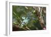 A Turquoise Honeycreeper Bird on a Branch in Ubatuba, Brazil-Alex Saberi-Framed Photographic Print