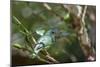 A Turquoise Honeycreeper Bird on a Branch in Ubatuba, Brazil-Alex Saberi-Mounted Photographic Print