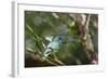 A Turquoise Honeycreeper Bird on a Branch in Ubatuba, Brazil-Alex Saberi-Framed Photographic Print