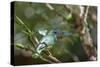 A Turquoise Honeycreeper Bird on a Branch in Ubatuba, Brazil-Alex Saberi-Stretched Canvas