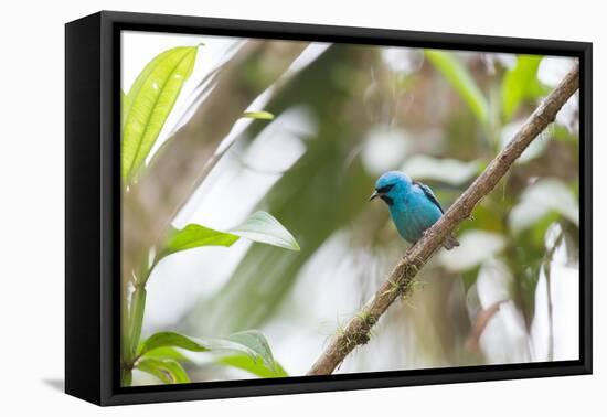A Turquoise Honeycreeper, Dacnis Cayana, in a Tree in Ubatuba-Alex Saberi-Framed Stretched Canvas