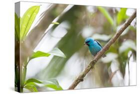 A Turquoise Honeycreeper, Dacnis Cayana, in a Tree in Ubatuba-Alex Saberi-Stretched Canvas