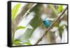 A Turquoise Honeycreeper, Dacnis Cayana, in a Tree in Ubatuba-Alex Saberi-Framed Stretched Canvas