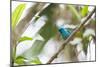 A Turquoise Honeycreeper, Dacnis Cayana, in a Tree in Ubatuba-Alex Saberi-Mounted Photographic Print