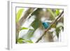 A Turquoise Honeycreeper, Dacnis Cayana, in a Tree in Ubatuba-Alex Saberi-Framed Photographic Print