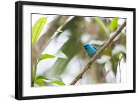 A Turquoise Honeycreeper, Dacnis Cayana, in a Tree in Ubatuba-Alex Saberi-Framed Photographic Print