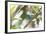 A Turquoise Honeycreeper, Dacnis Cayana, in a Tree in Ubatuba-Alex Saberi-Framed Photographic Print