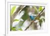 A Turquoise Honeycreeper, Dacnis Cayana, in a Tree in Ubatuba-Alex Saberi-Framed Photographic Print