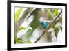 A Turquoise Honeycreeper, Dacnis Cayana, in a Tree in Ubatuba-Alex Saberi-Framed Photographic Print