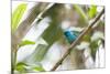 A Turquoise Honeycreeper, Dacnis Cayana, in a Tree in Ubatuba-Alex Saberi-Mounted Photographic Print