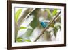 A Turquoise Honeycreeper, Dacnis Cayana, in a Tree in Ubatuba-Alex Saberi-Framed Photographic Print