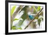 A Turquoise Honeycreeper, Dacnis Cayana, in a Tree in Ubatuba-Alex Saberi-Framed Photographic Print