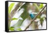 A Turquoise Honeycreeper, Dacnis Cayana, in a Tree in Ubatuba-Alex Saberi-Framed Stretched Canvas