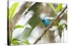 A Turquoise Honeycreeper, Dacnis Cayana, in a Tree in Ubatuba-Alex Saberi-Stretched Canvas